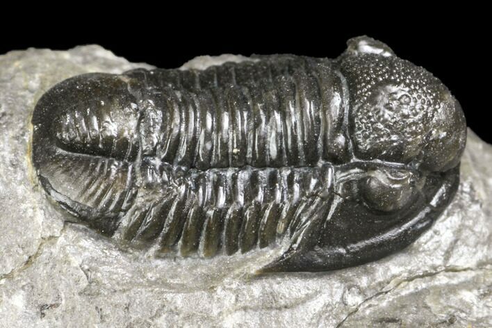 Detailed Gerastos Trilobite Fossil - Morocco #141670